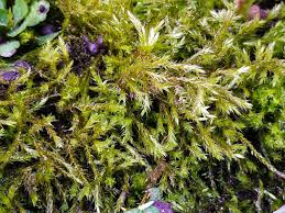 Attēlu rezultāti vaicājumam “Brachythecium salebrosum”