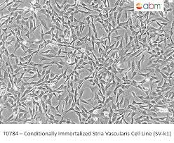 Attēlu rezultāti vaicājumam “Nardia scalaris cells”