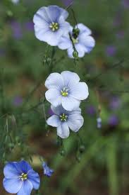 Attēlu rezultāti vaicājumam “Linum usitatissimum flower”