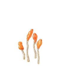 Attēlu rezultāti vaicājumam “Mitrula paludosa”