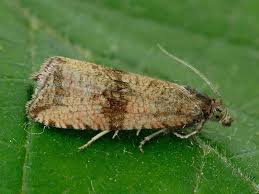 Attēlu rezultāti vaicājumam “Celypha striana”