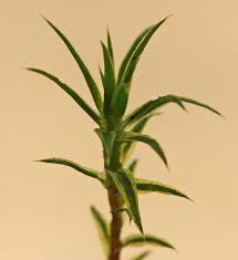 Attēlu rezultāti vaicājumam “Polytrichastrum longisetum”