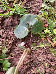 Attēlu rezultāti vaicājumam “Asarum europaeum leaf”