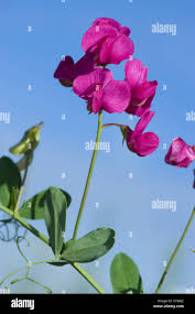 Attēlu rezultāti vaicājumam “Lathyrus tuberosus flower”
