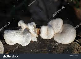 Attēlu rezultāti vaicājumam “Lentinus lepideus”