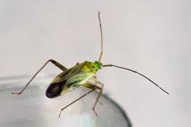 Attēlu rezultāti vaicājumam “Adelphocoris quadripunctatus”