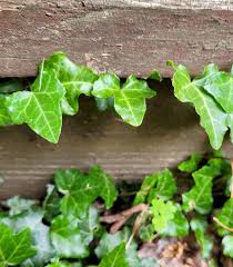 Attēlu rezultāti vaicājumam “Hedera helix”