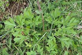 Attēlu rezultāti vaicājumam “Corydalis cava leaf”