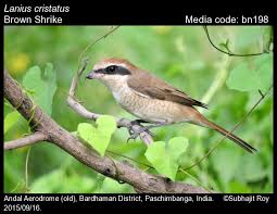 Attēlu rezultāti vaicājumam “Laniidae”