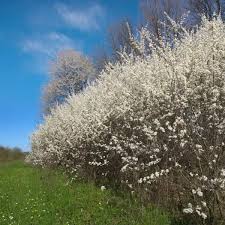 Attēlu rezultāti vaicājumam “Prunus spinosa”