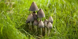 Image result for coprinus