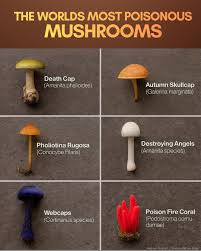 Attēlu rezultāti vaicājumam “Amanita phalloides”