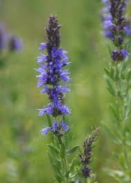 Image result for Hyssopus officinalis