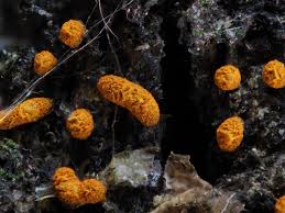 Attēlu rezultāti vaicājumam “Physarum braunianum”