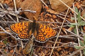 Attēlu rezultāti vaicājumam “Melitaea phoebe underside”