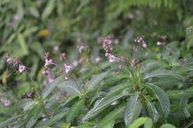 Attēlu rezultāti vaicājumam “Balsaminaceae”