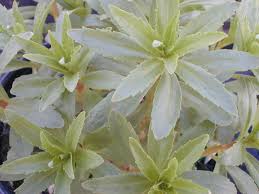 Attēlu rezultāti vaicājumam “Sedum aizoon flower”