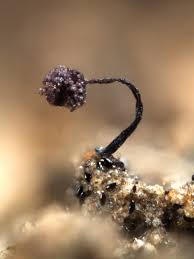 Attēlu rezultāti vaicājumam “Cribraria violacea macro”