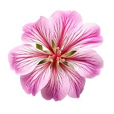 Attēlu rezultāti vaicājumam “Geranium palustre flower”