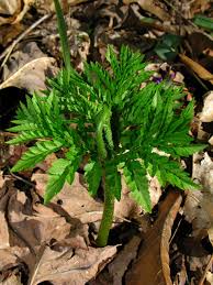 Attēlu rezultāti vaicājumam “Botrychium virginianum”
