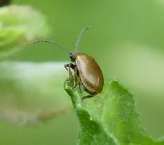 Attēlu rezultāti vaicājumam “Lochmaea caprea”