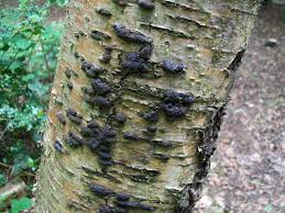 Attēlu rezultāti vaicājumam “Hypoxylon multiforme”