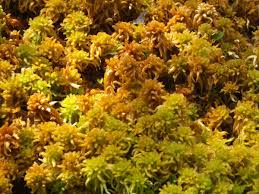 Attēlu rezultāti vaicājumam “Sphagnum subsecundum”