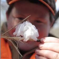 Attēlu rezultāti vaicājumam “Frost Flowers”