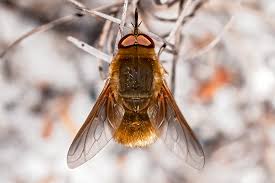 Attēlu rezultāti vaicājumam “Bombyliidae”