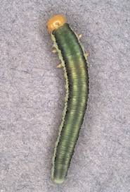 Attēlu rezultāti vaicājumam “Phronia sp. larva”