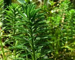 Attēlu rezultāti vaicājumam “Myriophyllum alterniflorum leaf”