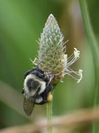 Attēlu rezultāti vaicājumam “Plantago lanceolata fruit”