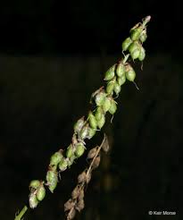Attēlu rezultāti vaicājumam “Melilotus albus flower”