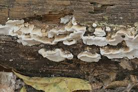 Attēlu rezultāti vaicājumam “Antrodia serialis”