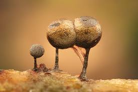 Attēlu rezultāti vaicājumam “Lamproderma sp.”