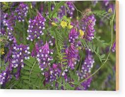 Attēlu rezultāti vaicājumam “Vicia tenuifolia flower”