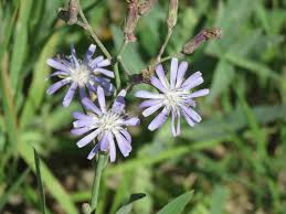 Attēlu rezultāti vaicājumam “Lactuca tatarica flower”