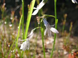 Attēlu rezultāti vaicājumam “Lobelia dortmanna flower”