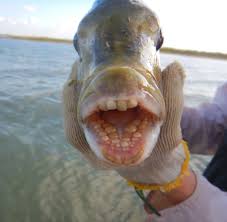 Image result for Archosargus probatocephalus