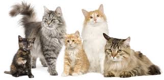  Several types of cat breeds