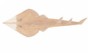 Image result for Glaucostegus cemiculus