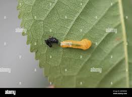 Attēlu rezultāti vaicājumam “Caliroa annulipes larva”