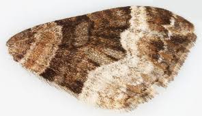 Attēlu rezultāti vaicājumam “Xanthorhoe biriviata”