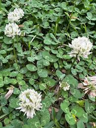 Attēlu rezultāti vaicājumam “Trifolium repens fruit”