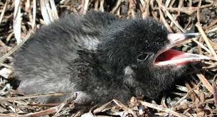 Image result for Sterna acuflavida