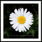 Golden Marguerite Daisy
