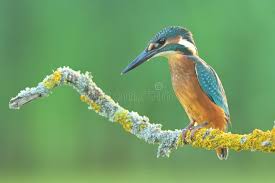 Attēlu rezultāti vaicājumam “Alcedo atthis nest”