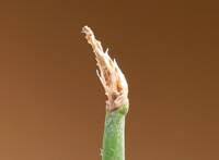 Attēlu rezultāti vaicājumam “Eleocharis uniglumis leaf”