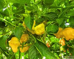 Afbeeldingsresultaat voor yellow mushroom hot pepper