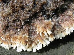 Attēlu rezultāti vaicājumam “Gloiodon strigosus”